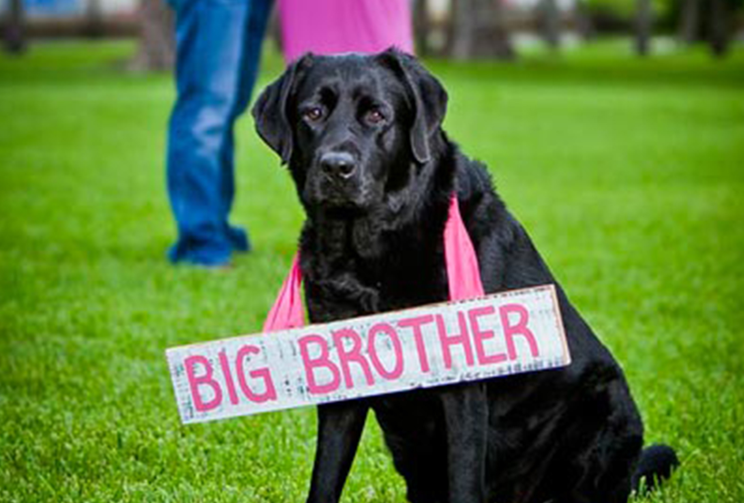 65+ Gender Reveal Ideas For Your Big Announcement Shutterfly