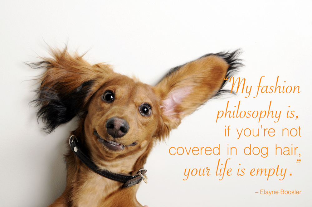 80 Dog Quotes Captions And Messages Shutterfly