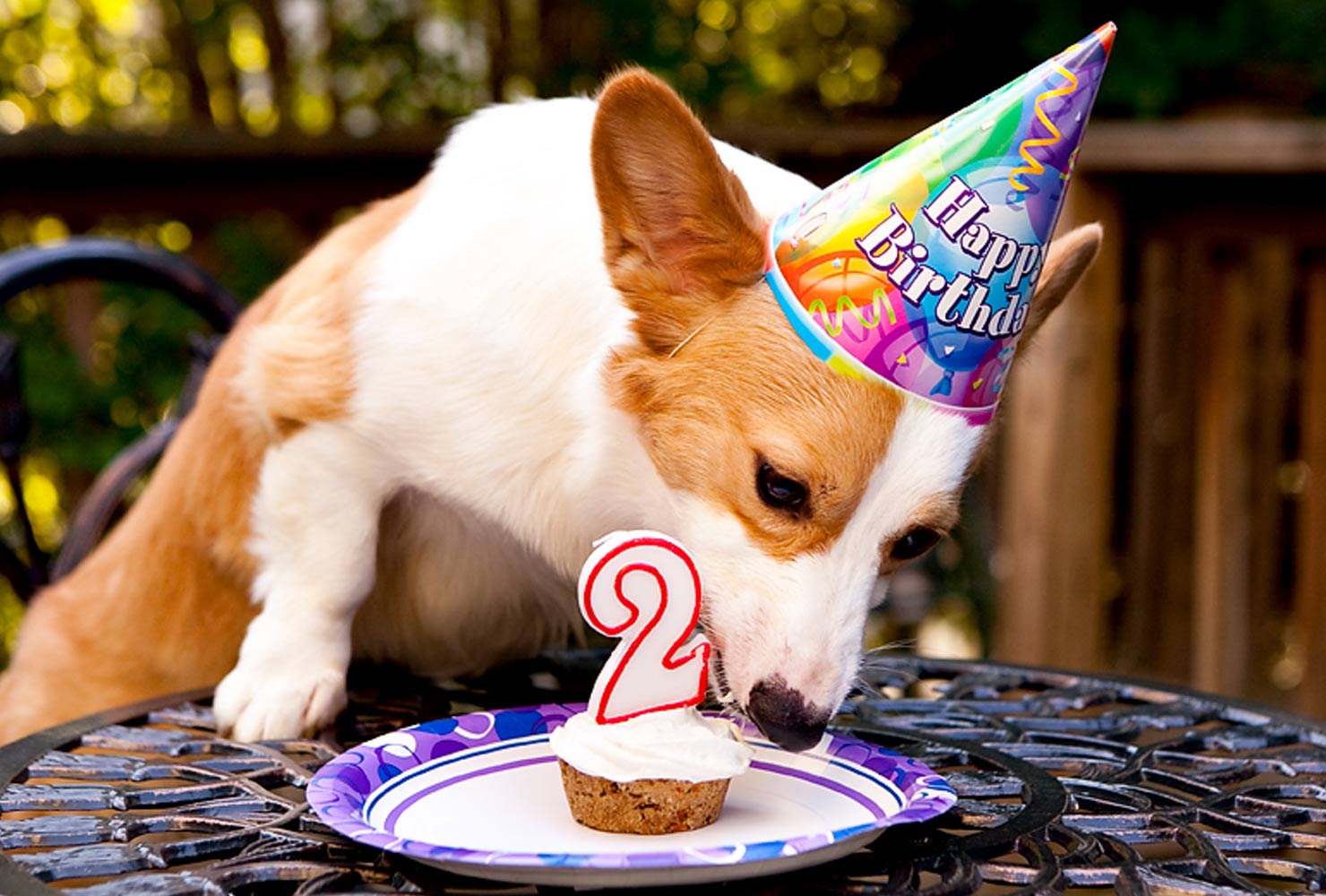 21 Dog Birthday Party Ideas It’s Pawty Time! Shutterfly